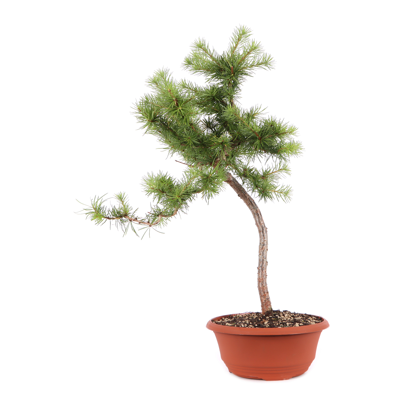 Larix kaempferi