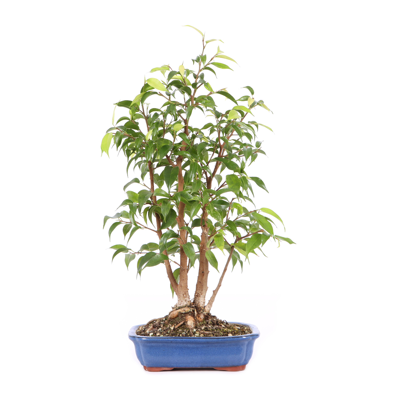 Ficus benjamina 'Natasja'