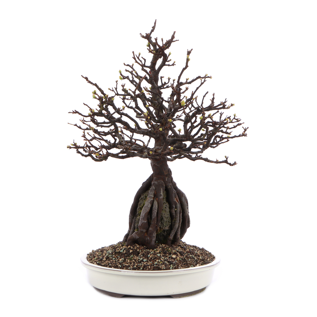 Seitenansicht rechts