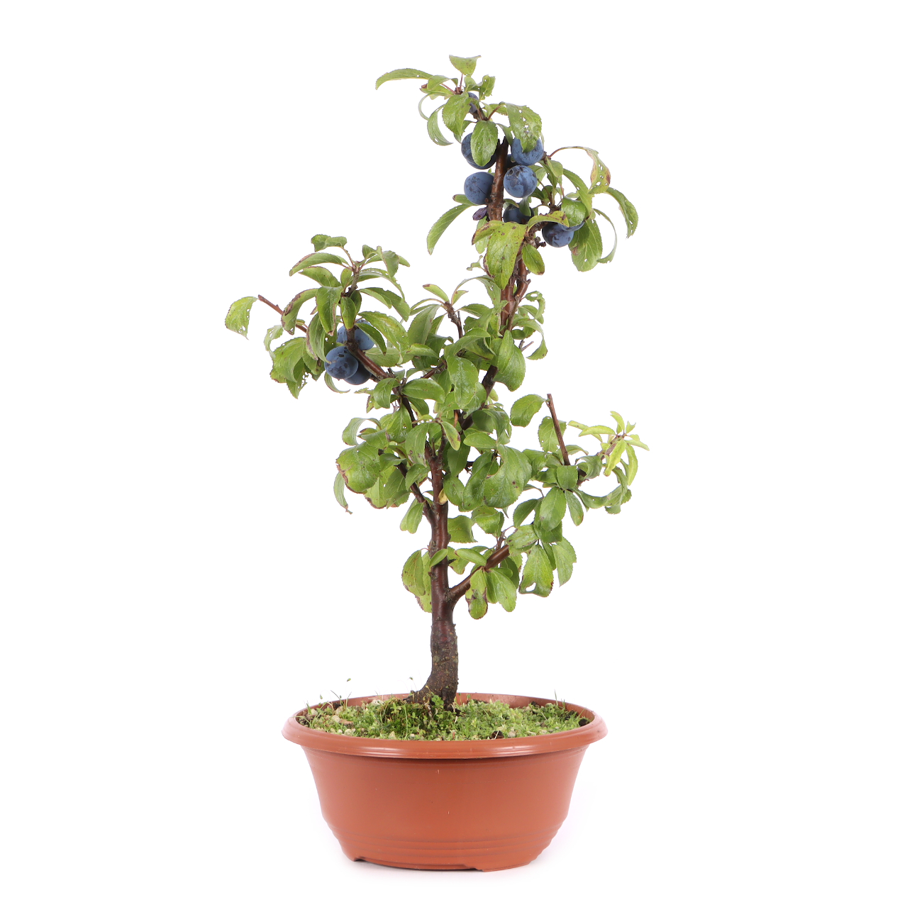 Prunus spinosa