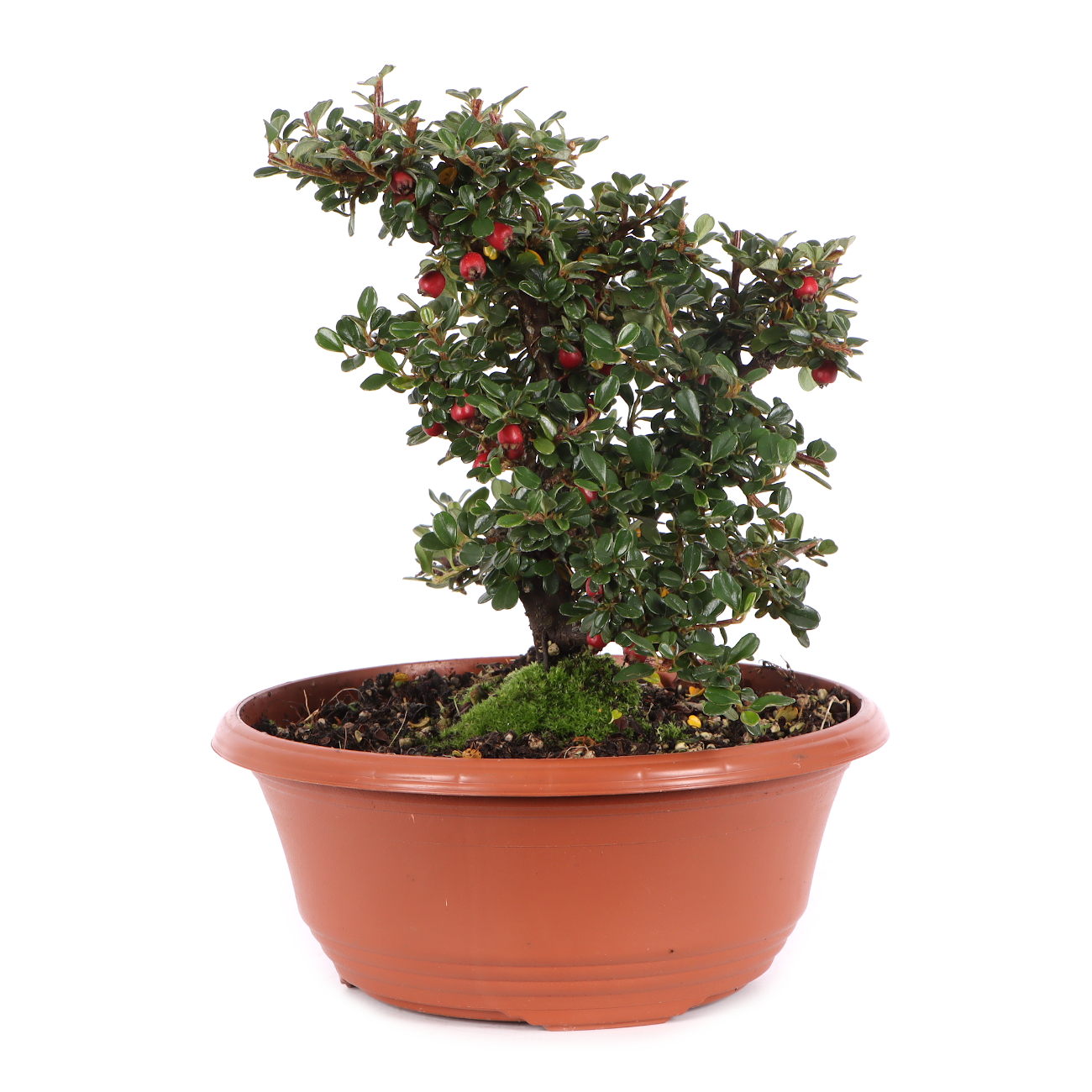 Cotoneaster microphyllus 'Cochleatus'