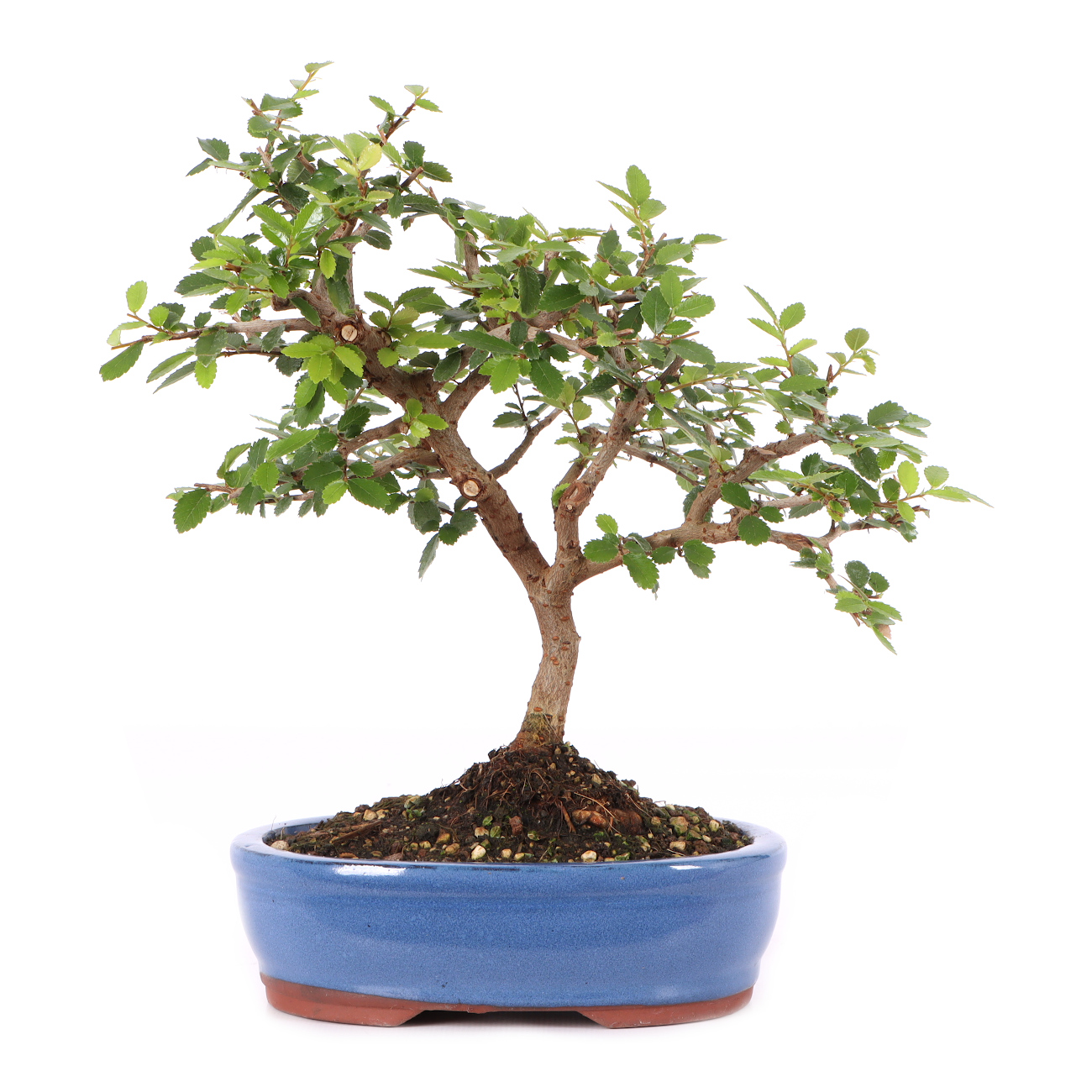 Ulmus parvifolia