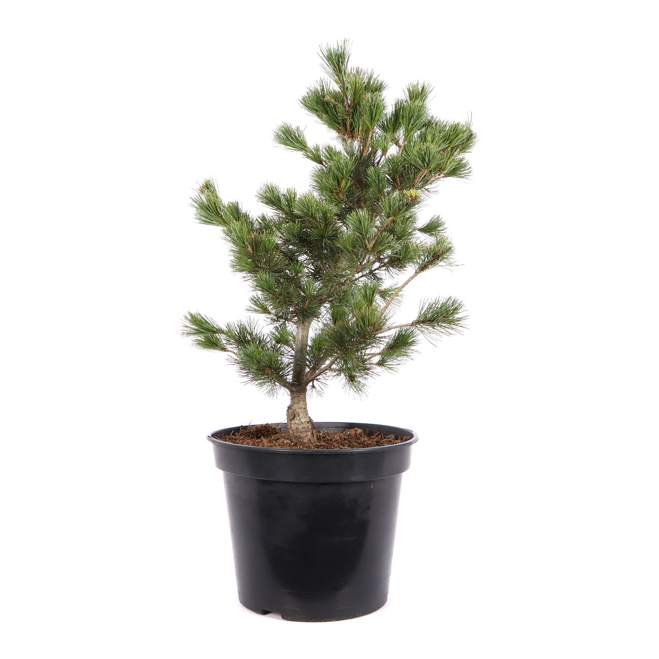 Pinus parviflora 'Negishi'