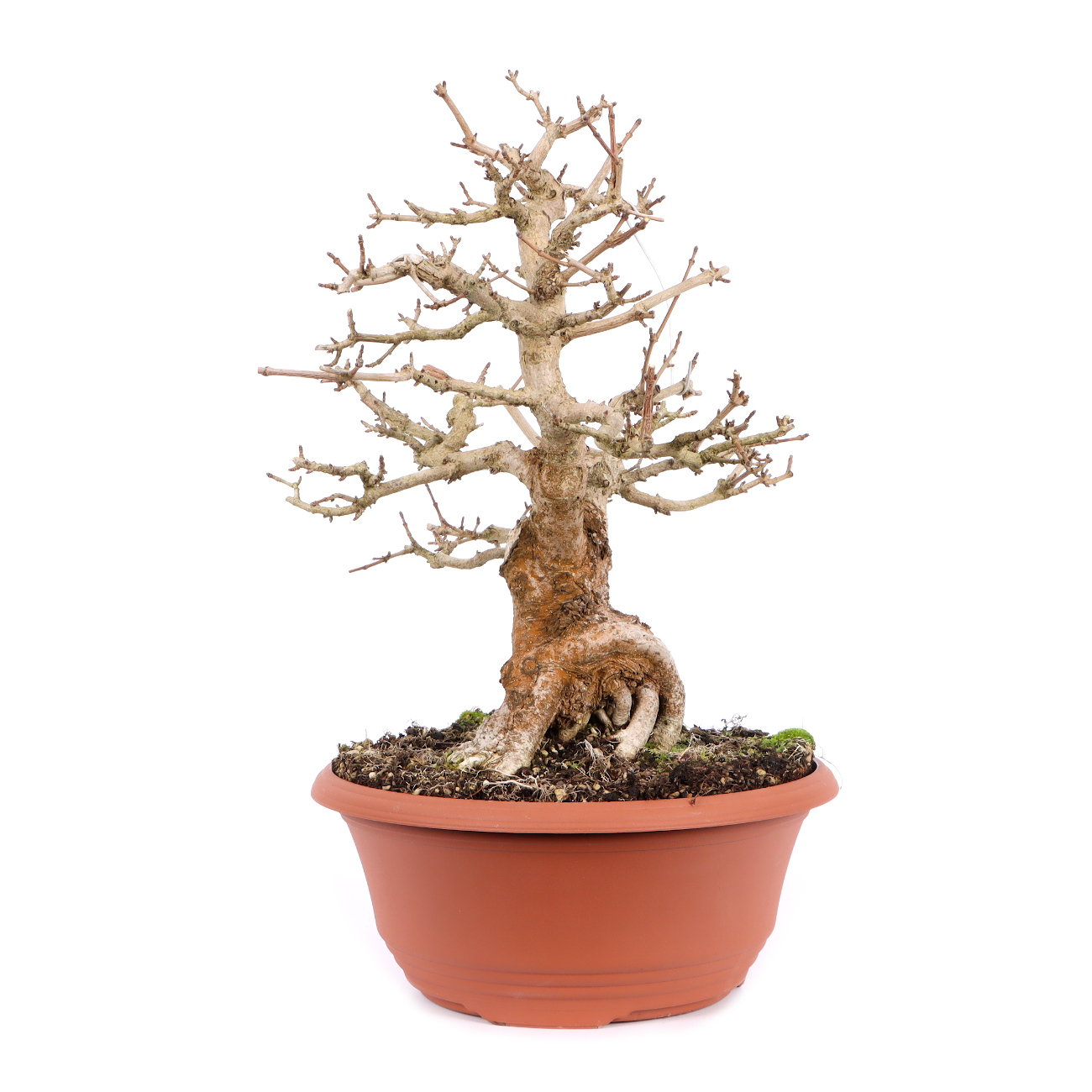 Seitenansicht rechts