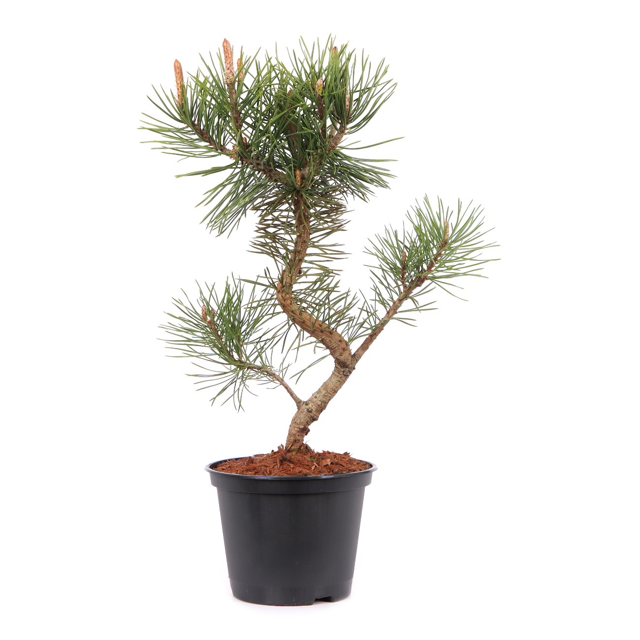 Pinus mugo subsp. uncinata