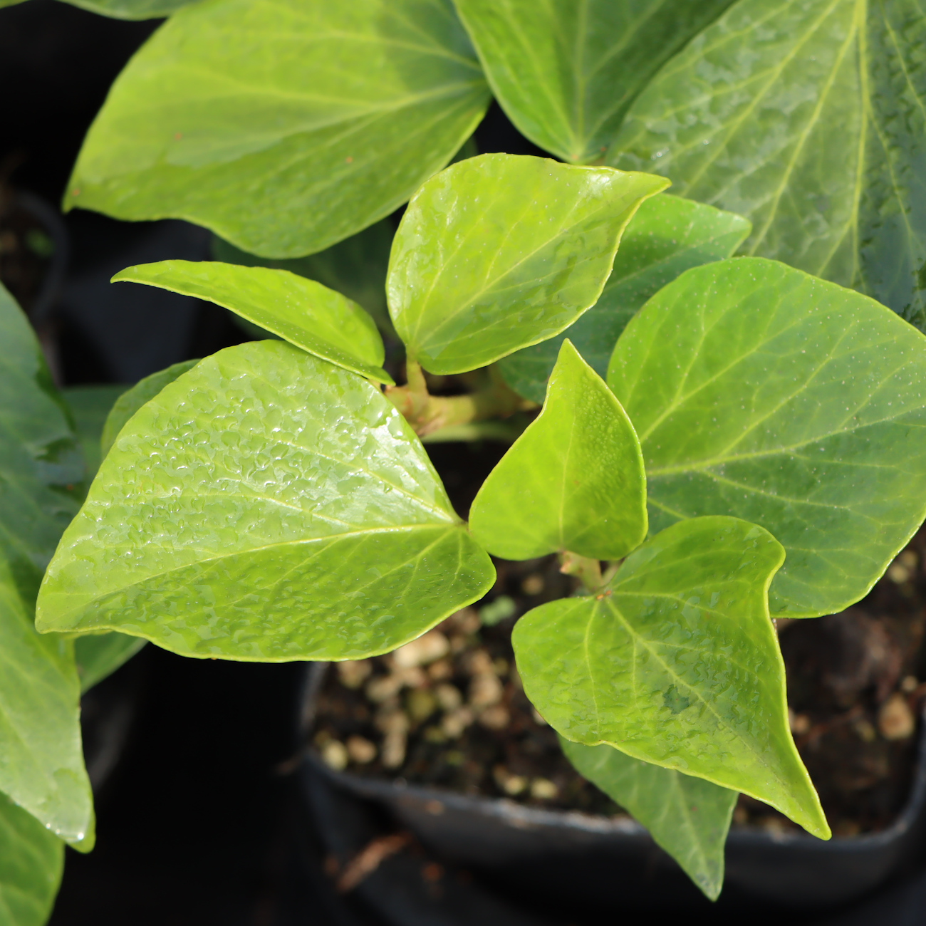Hedera colchica 'Fall Favourite'