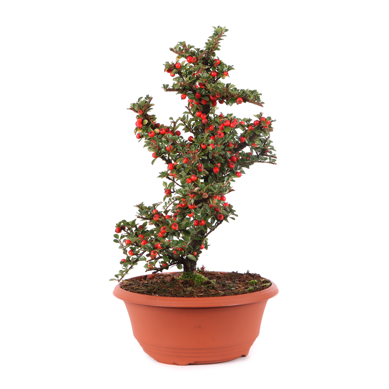 Cotoneaster praecox