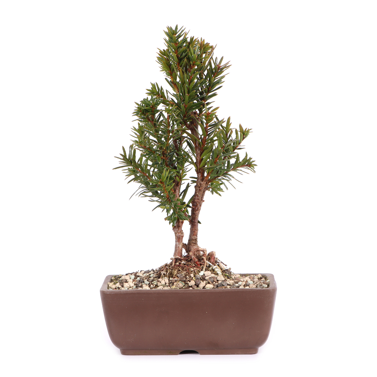 Taxus cuspidata 'Lescow'