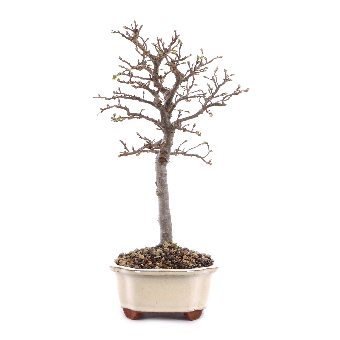 Seitenansicht rechts