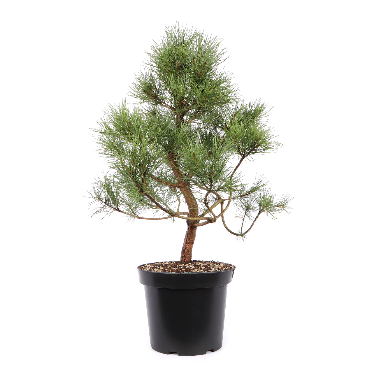 Seitenansicht rechts