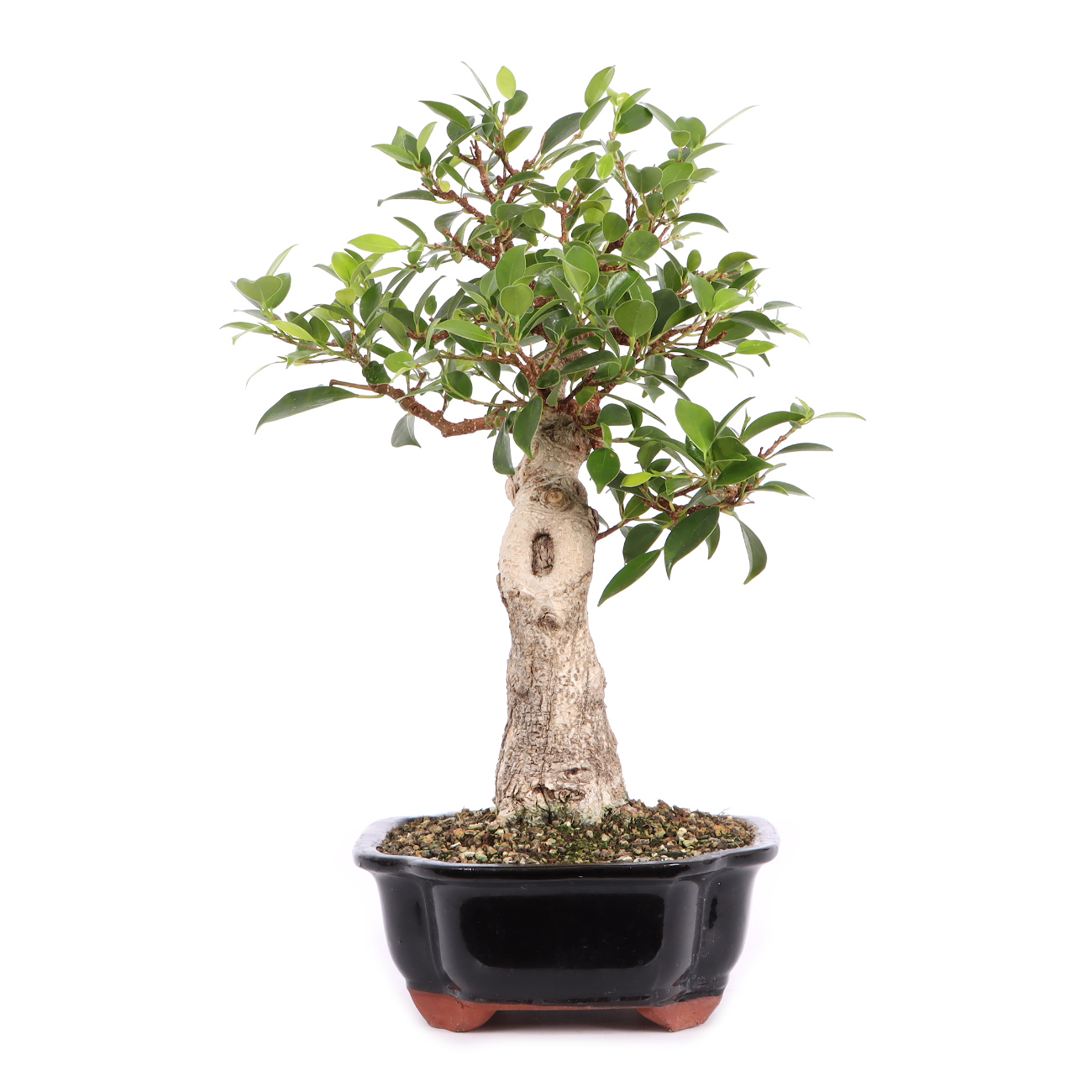 Seitenansicht rechts