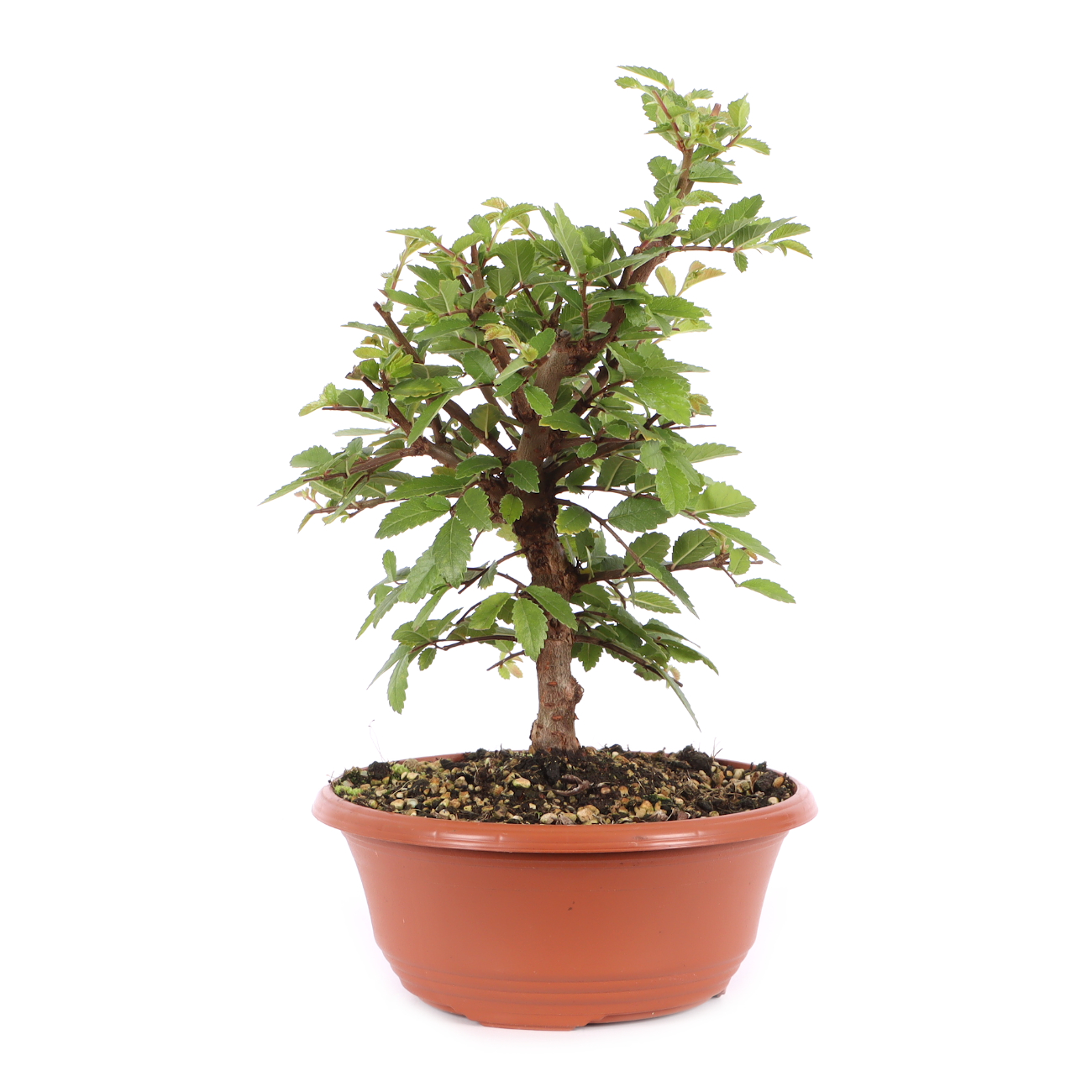 Ulmus japonica