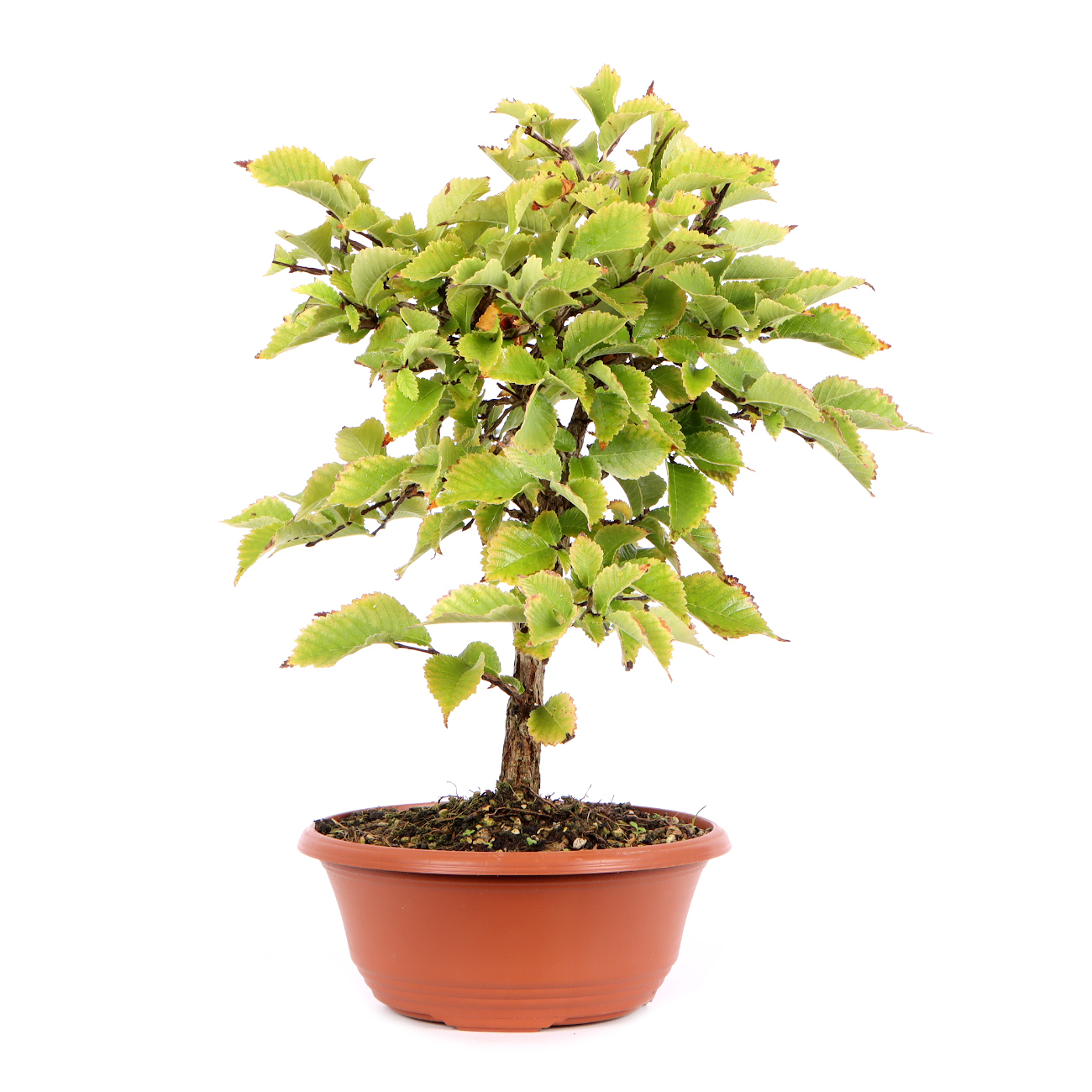 Seitenansicht rechts