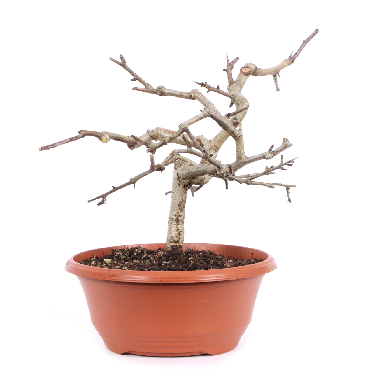 Seitenansicht rechts