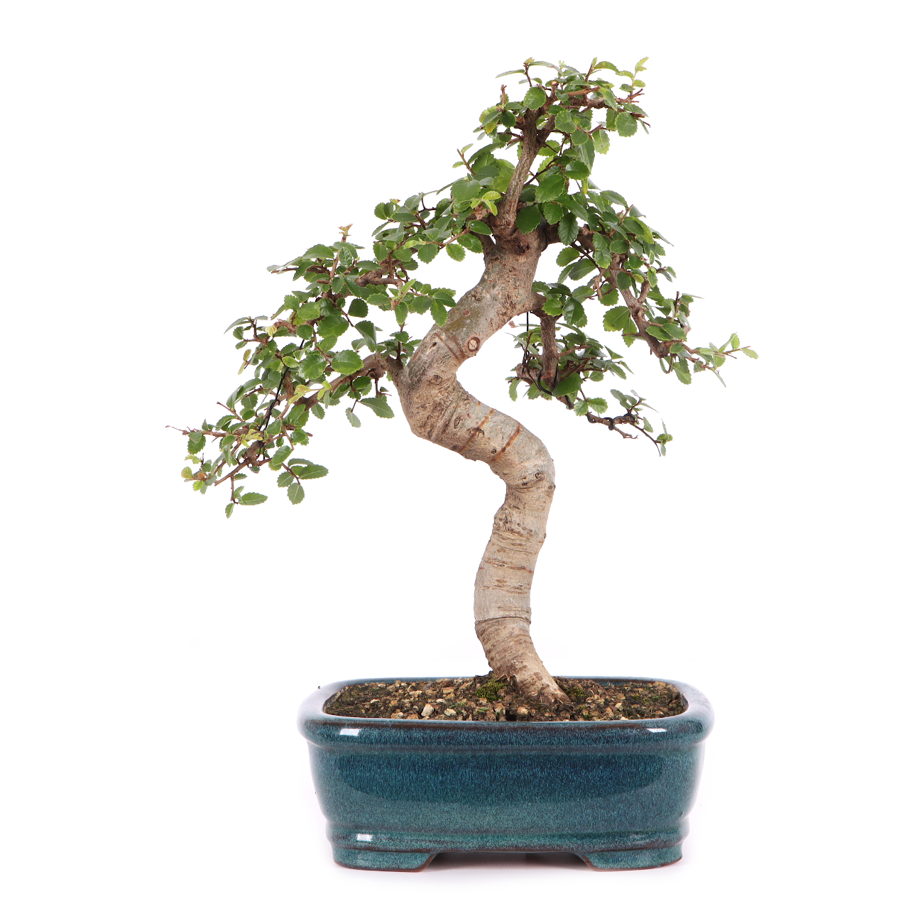 Ulmus parvifolia