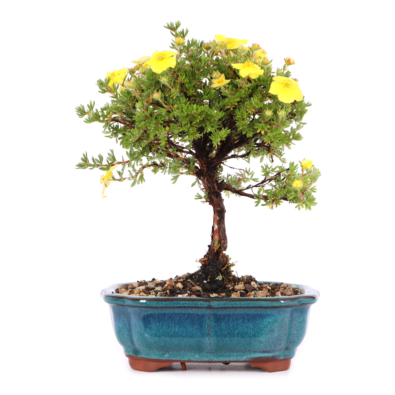 Potentilla fruticosa 'Kobold'