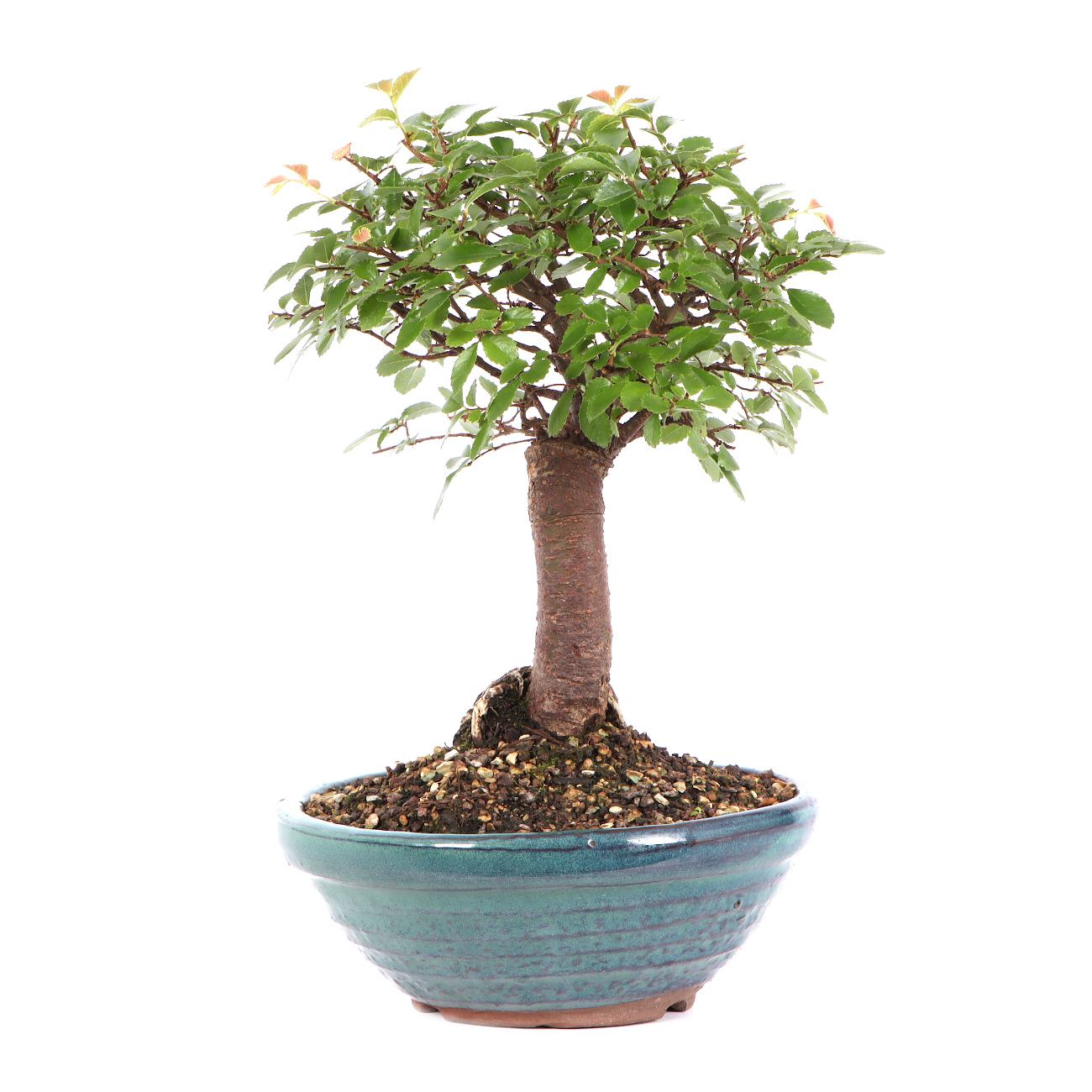 Seitenansicht rechts