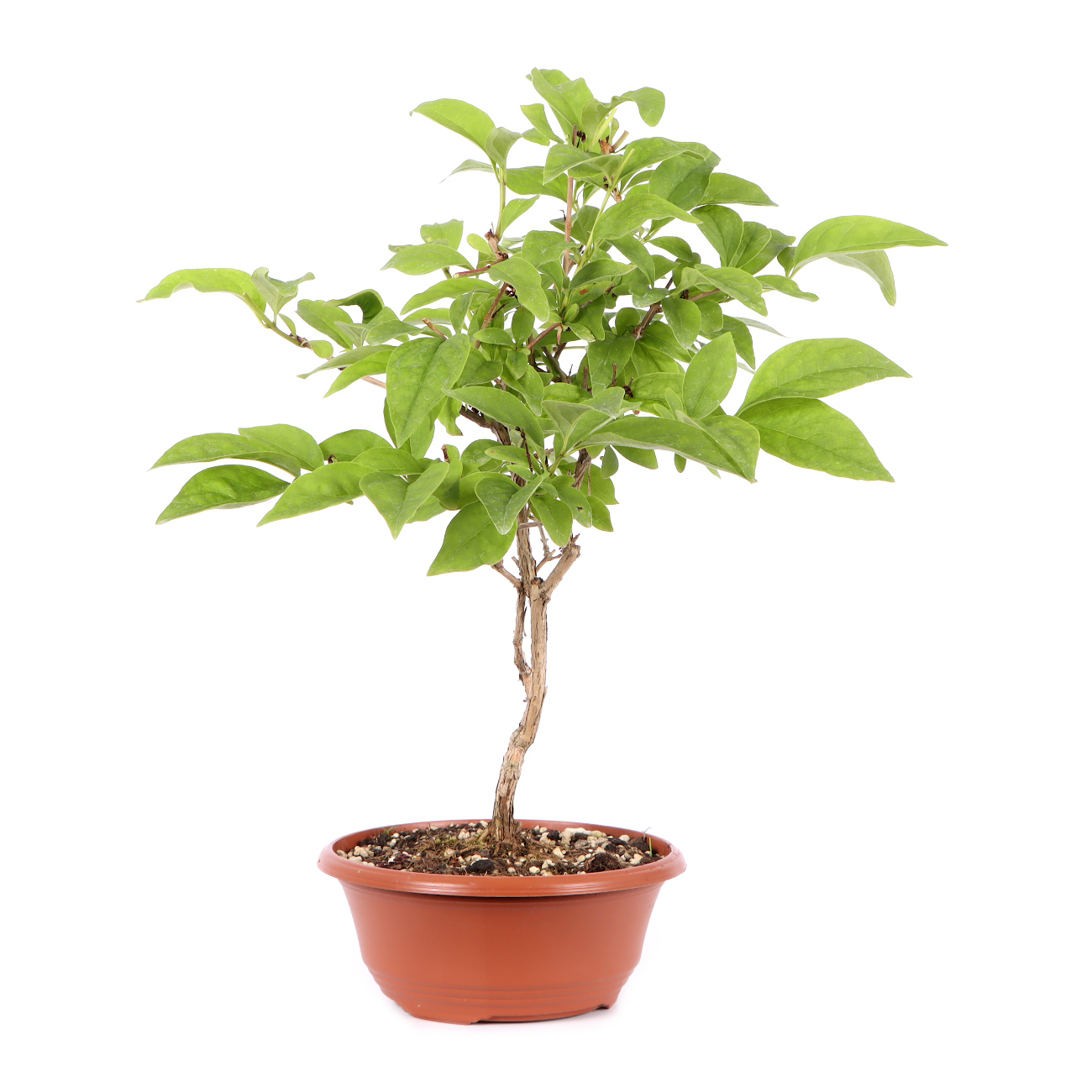 Seitenansicht rechts