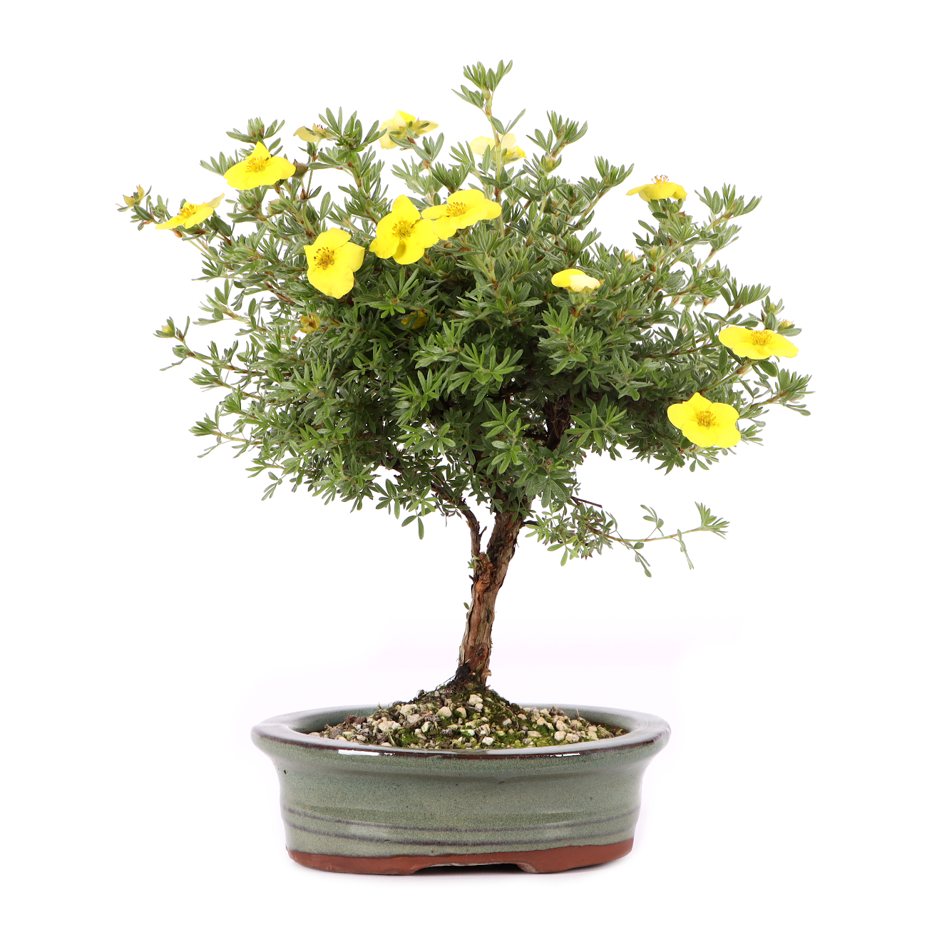 Potentilla fruticosa 'Kobold'