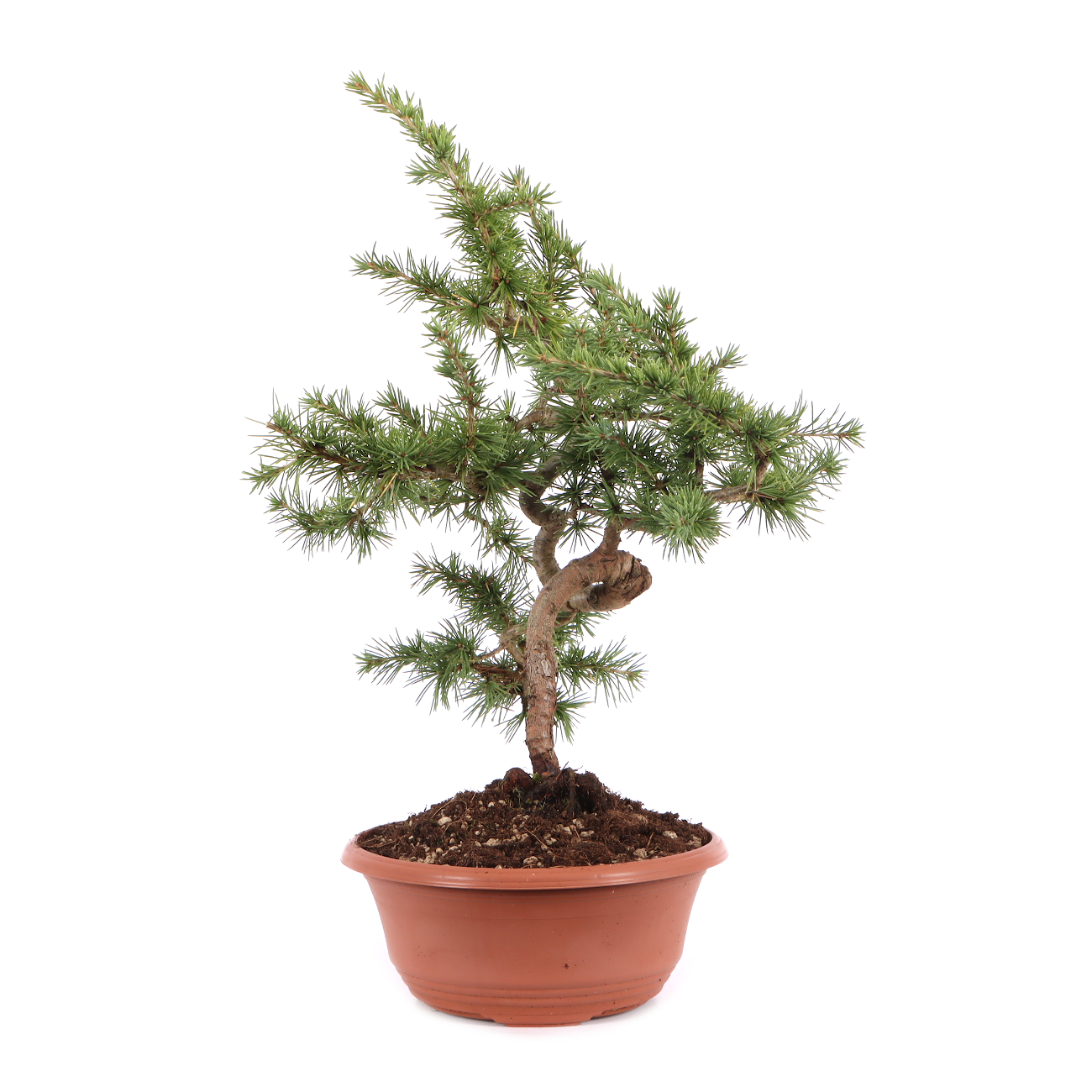 Cedrus atlantica