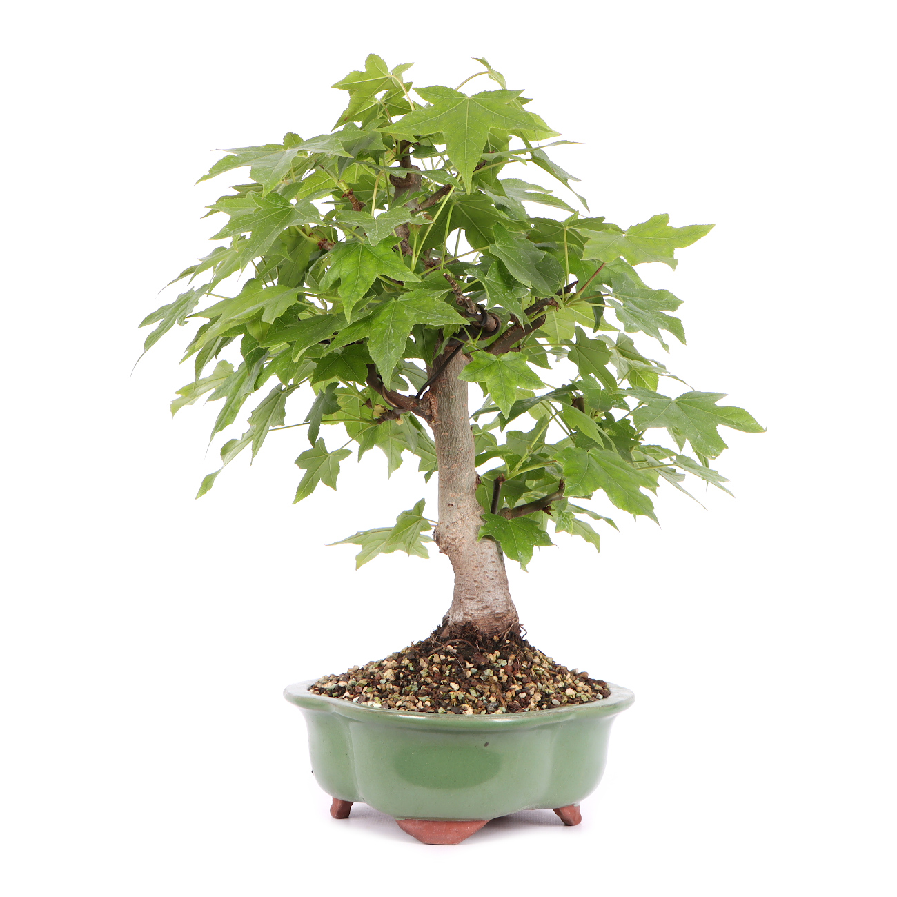 Seitenansicht rechts