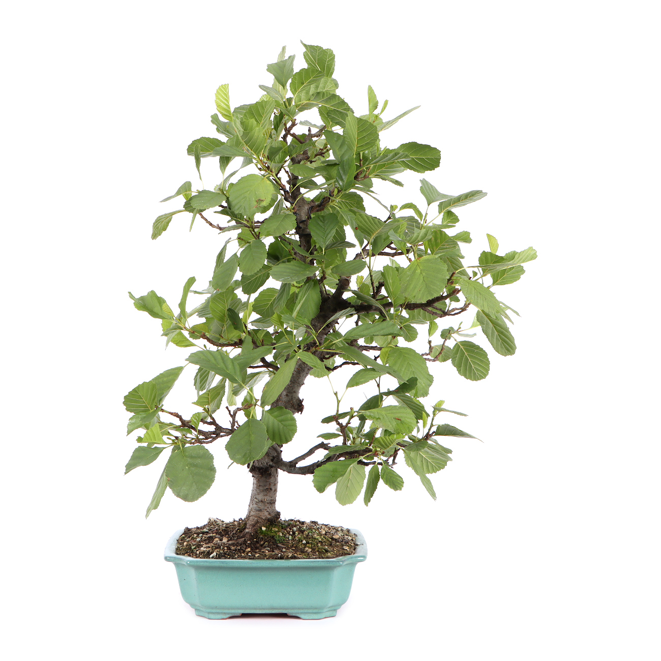 Seitenansicht rechts