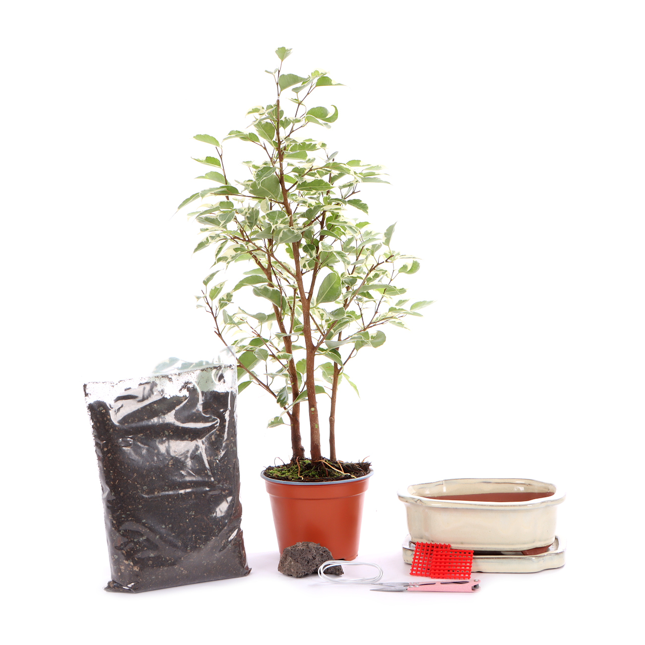 Bonsai-Set Ficus Starlight