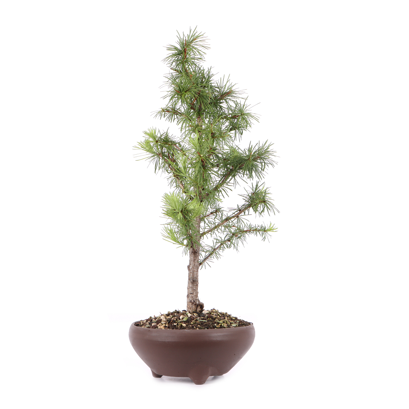 Larix kaempferi