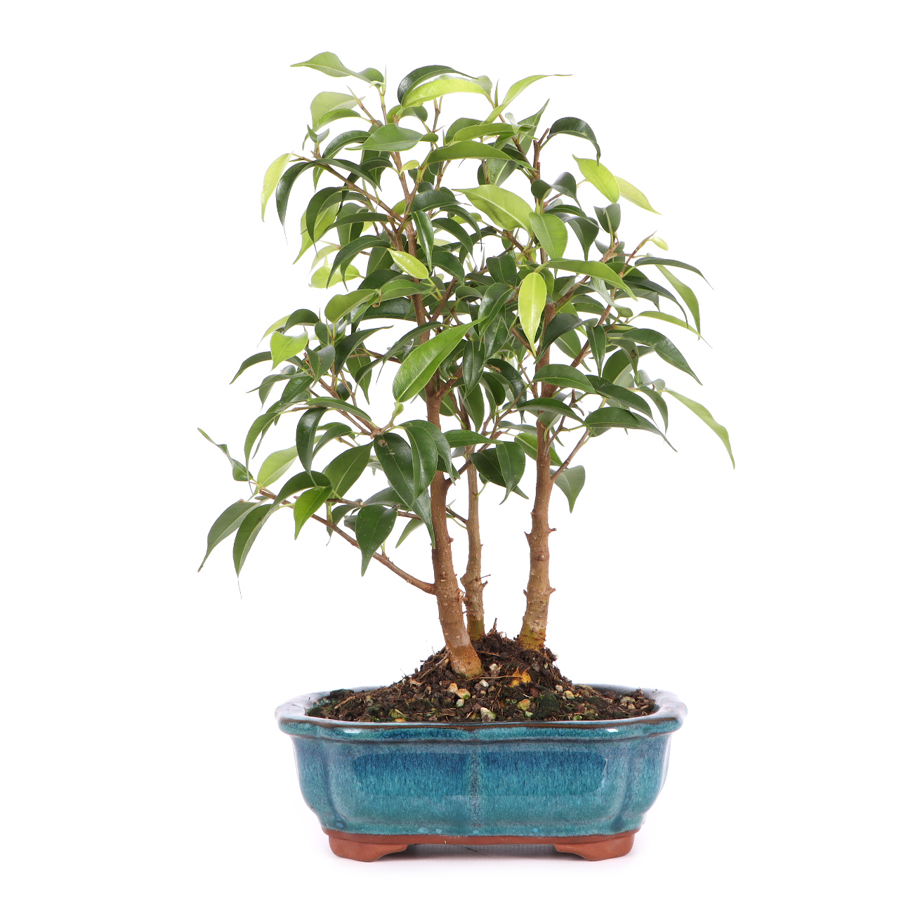 Ficus benjamina 'Natasja'
