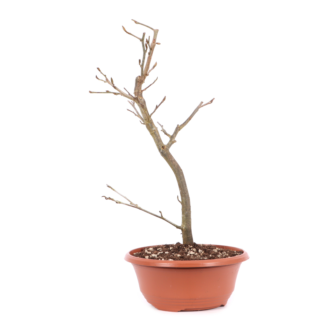 Parrotia persica 'Bella'