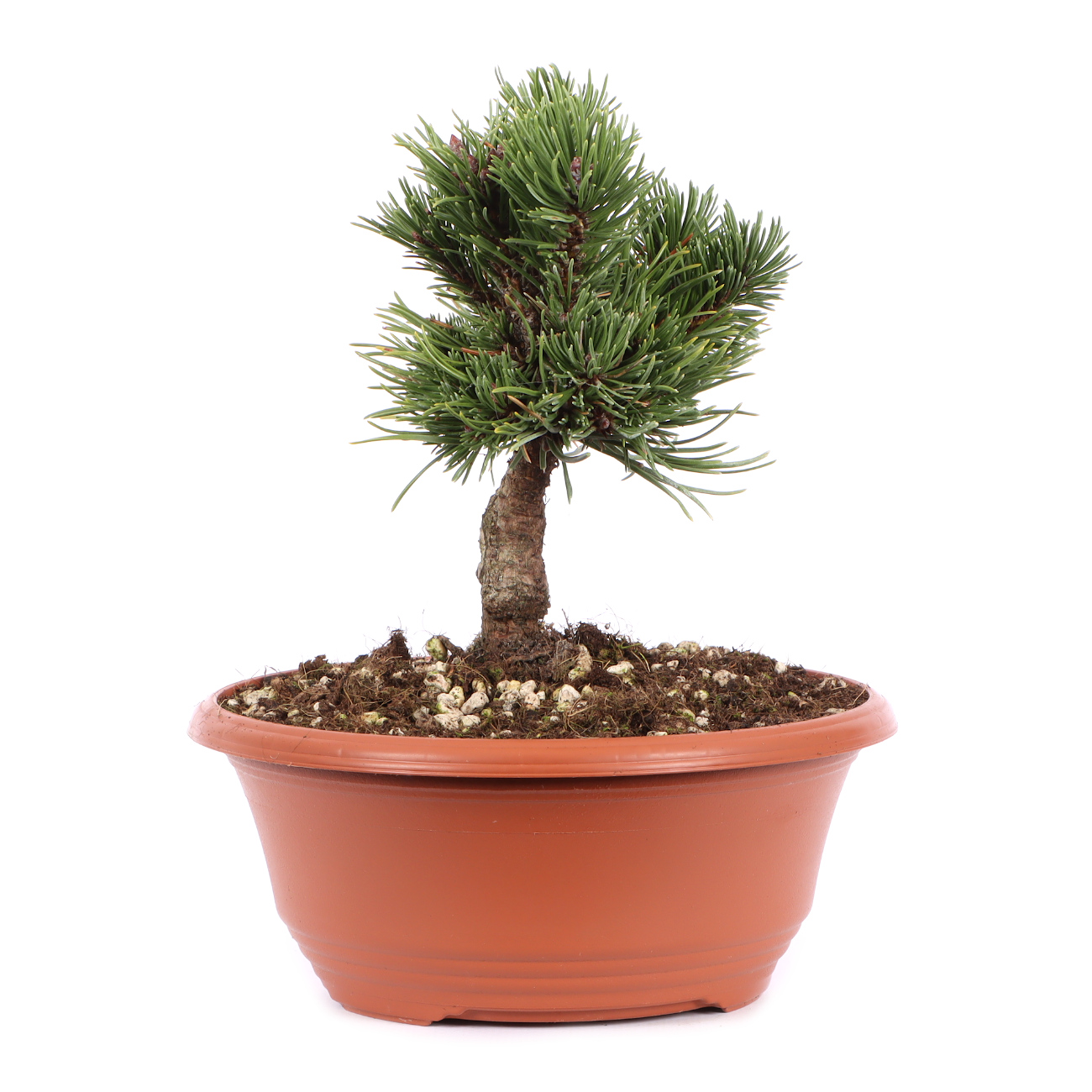 Pinus mugo 'Sherwood Compact'