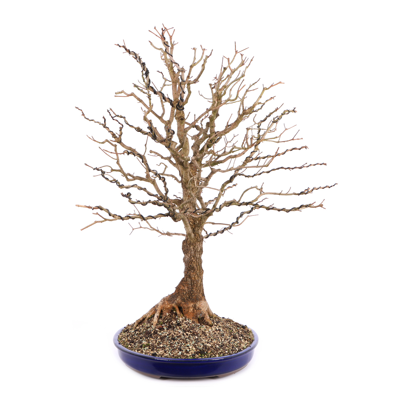 Seitenansicht rechts