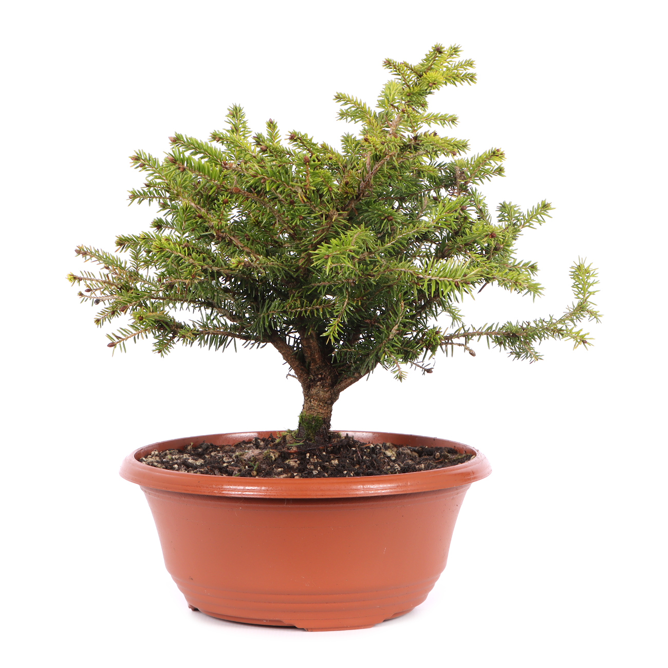 Picea abies 'Nidiformis'