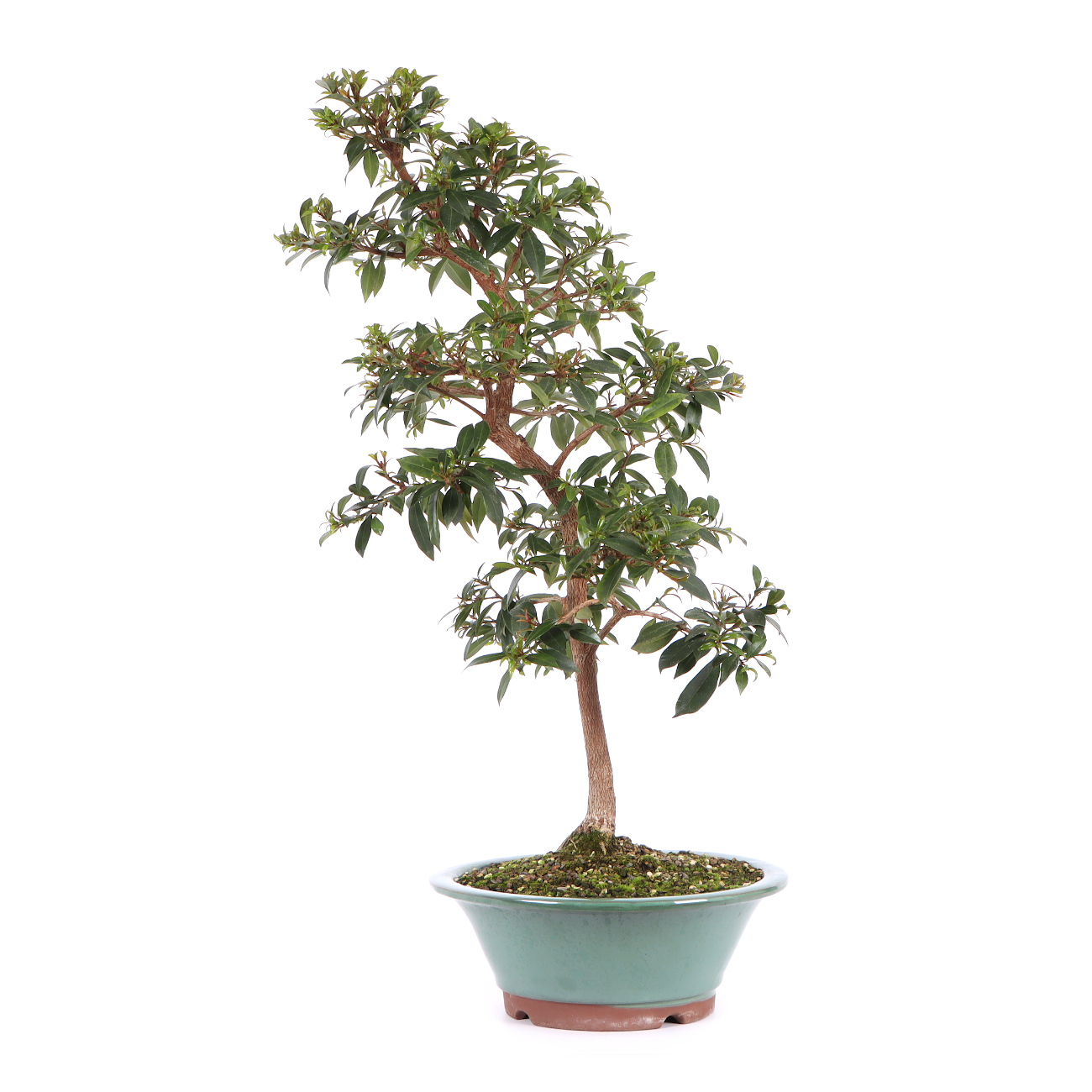 Seitenansicht rechts