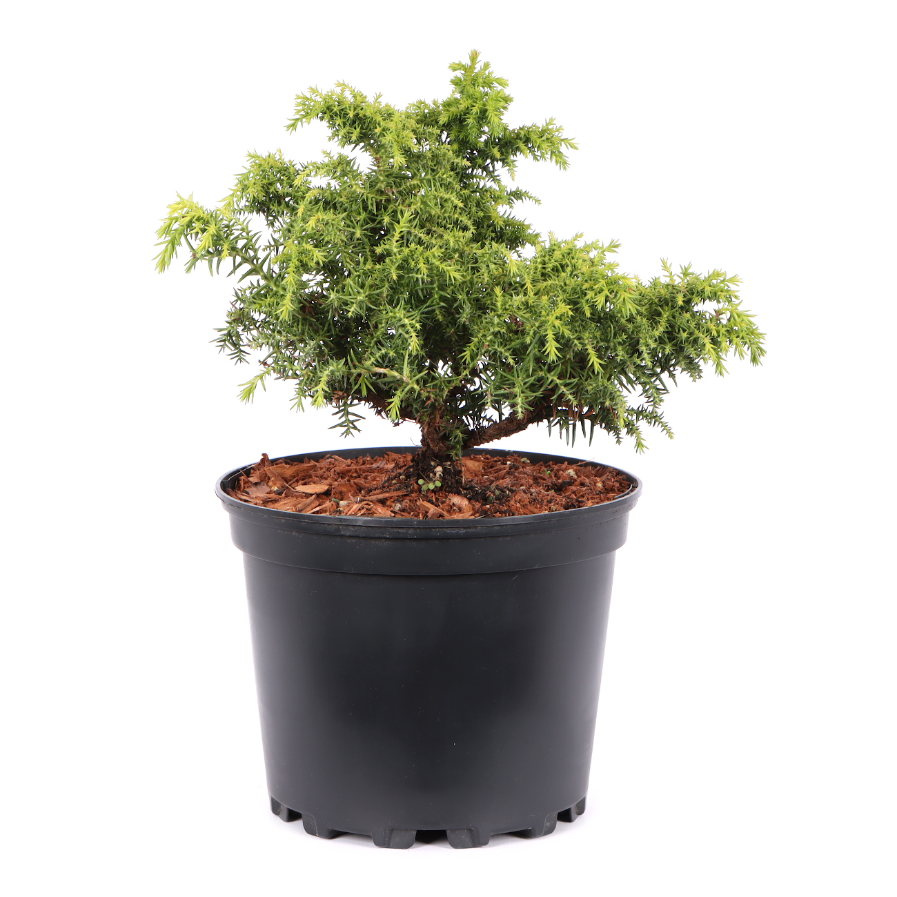 Seitenansicht rechts