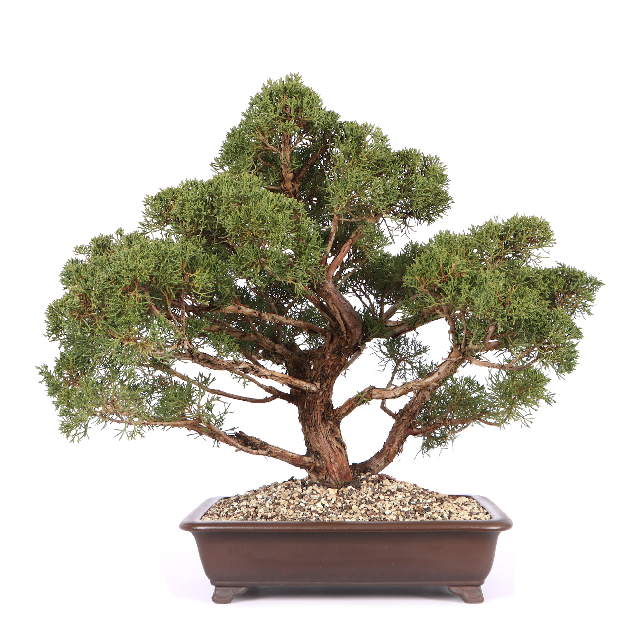 Juniperus chinensis