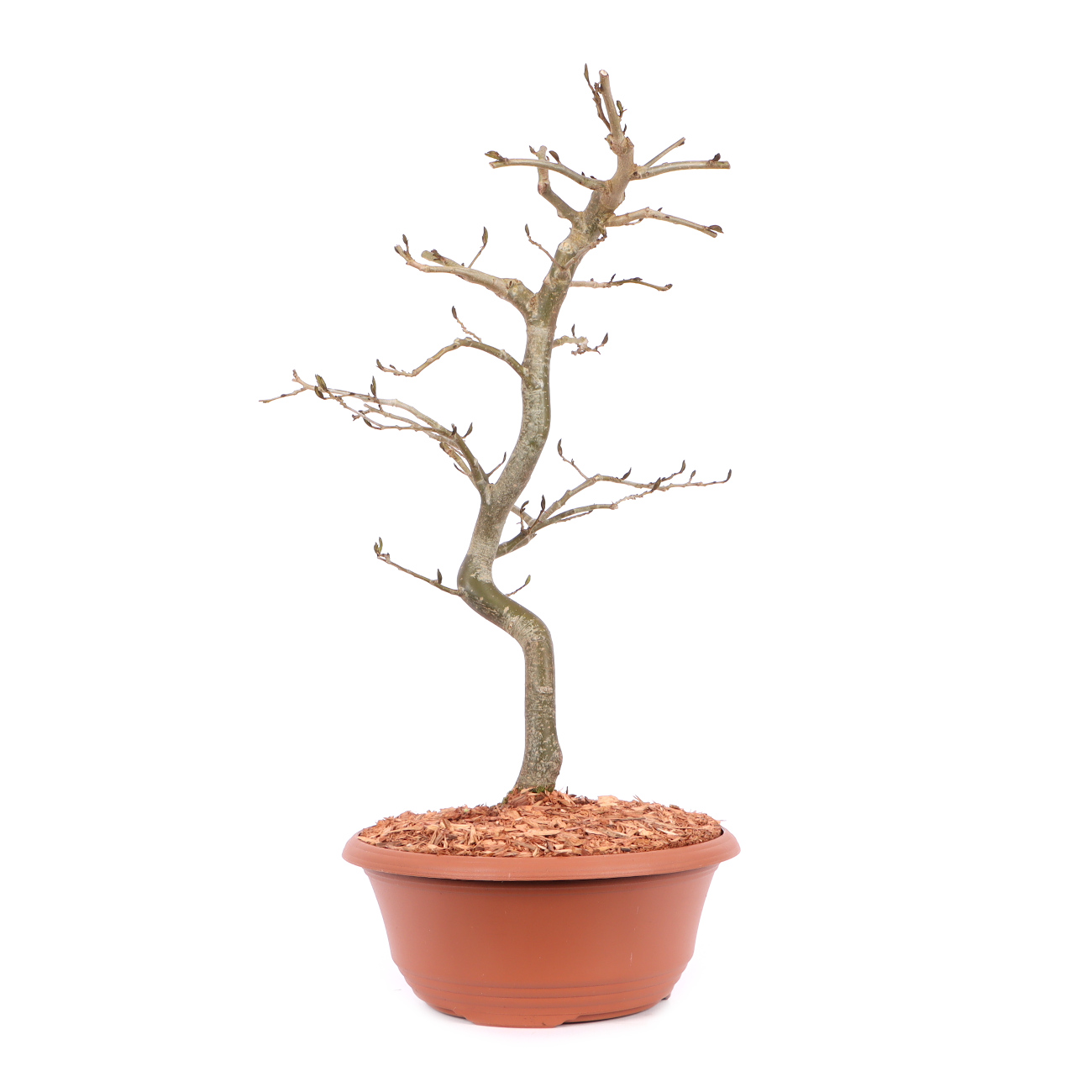Parrotia persica 'Vanessa'