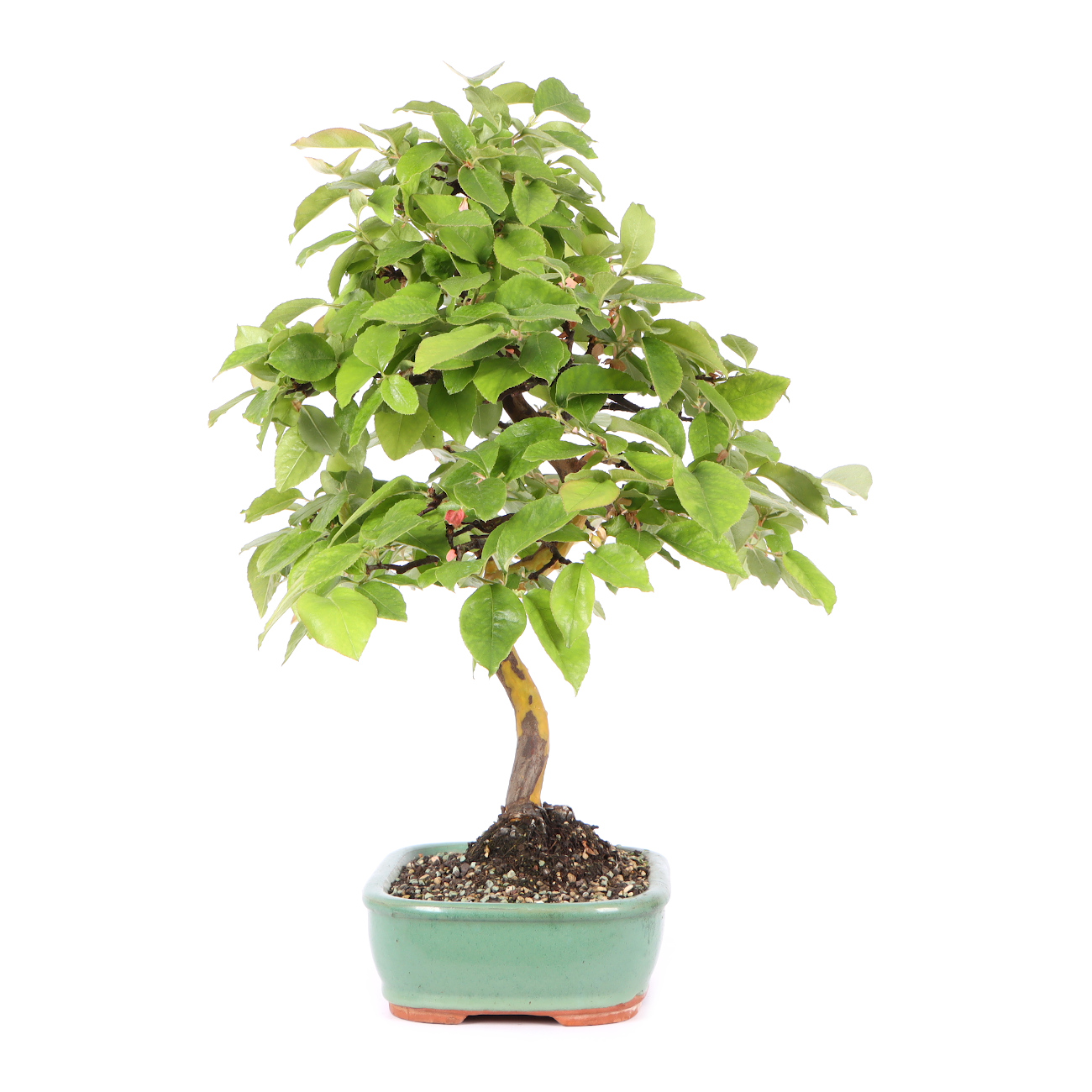 Seitenansicht rechts