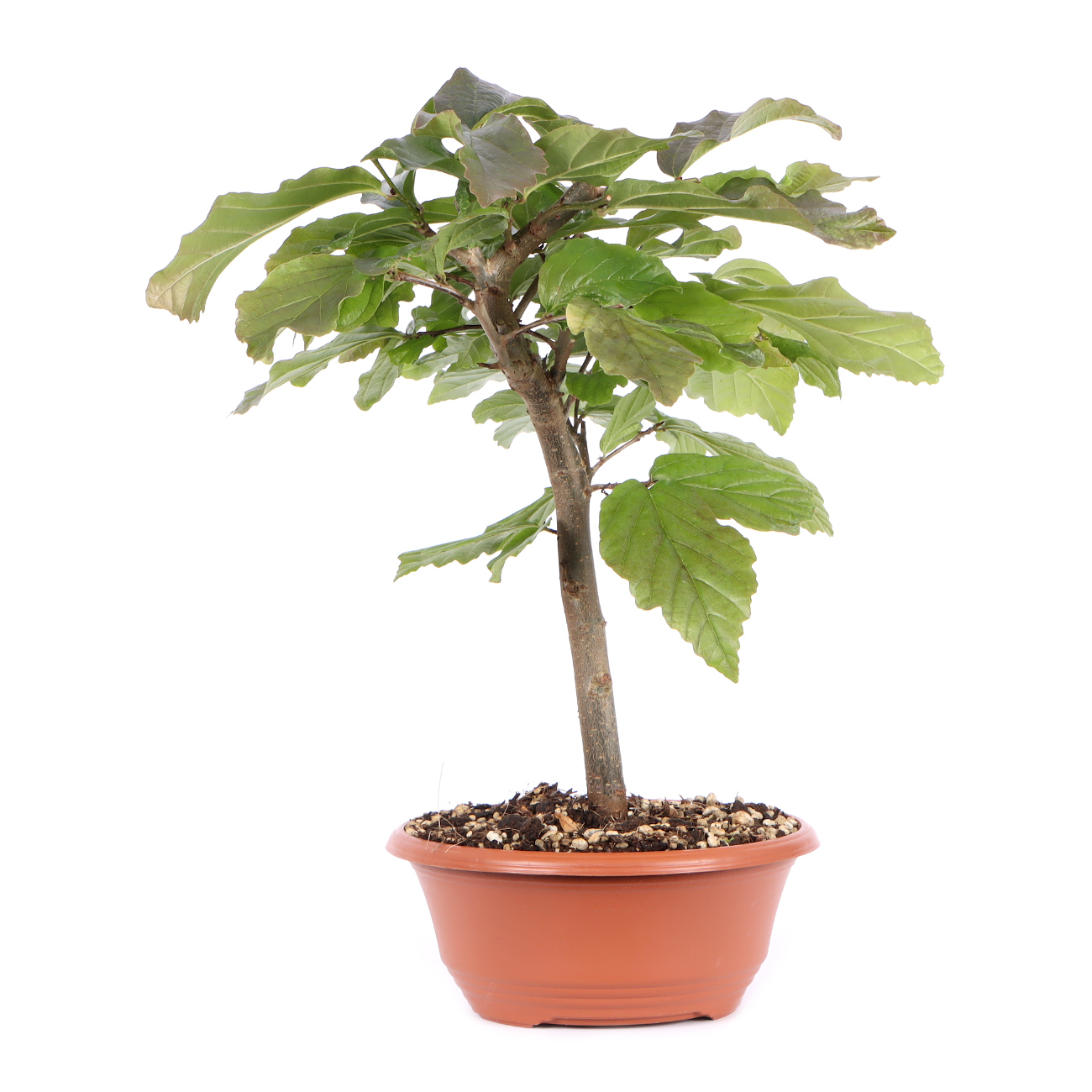 Seitenansicht rechts