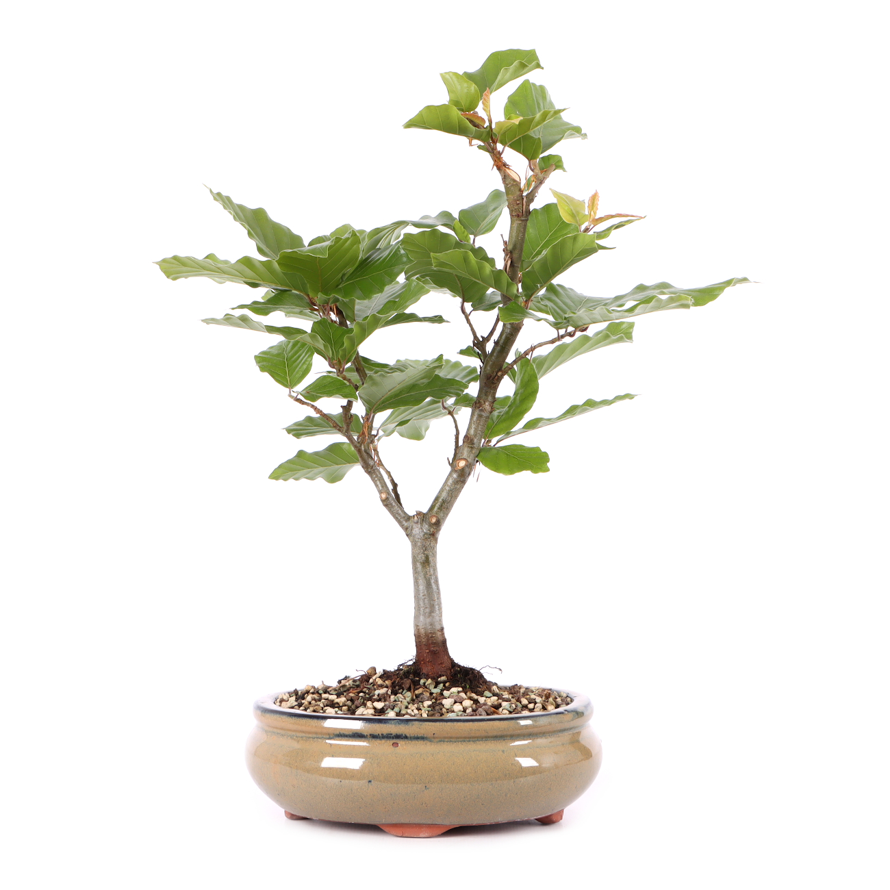 Fagus sylvatica