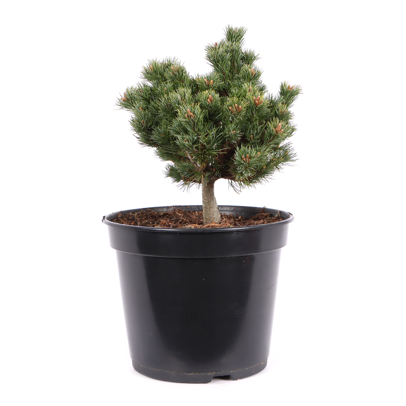 Seitenansicht rechts