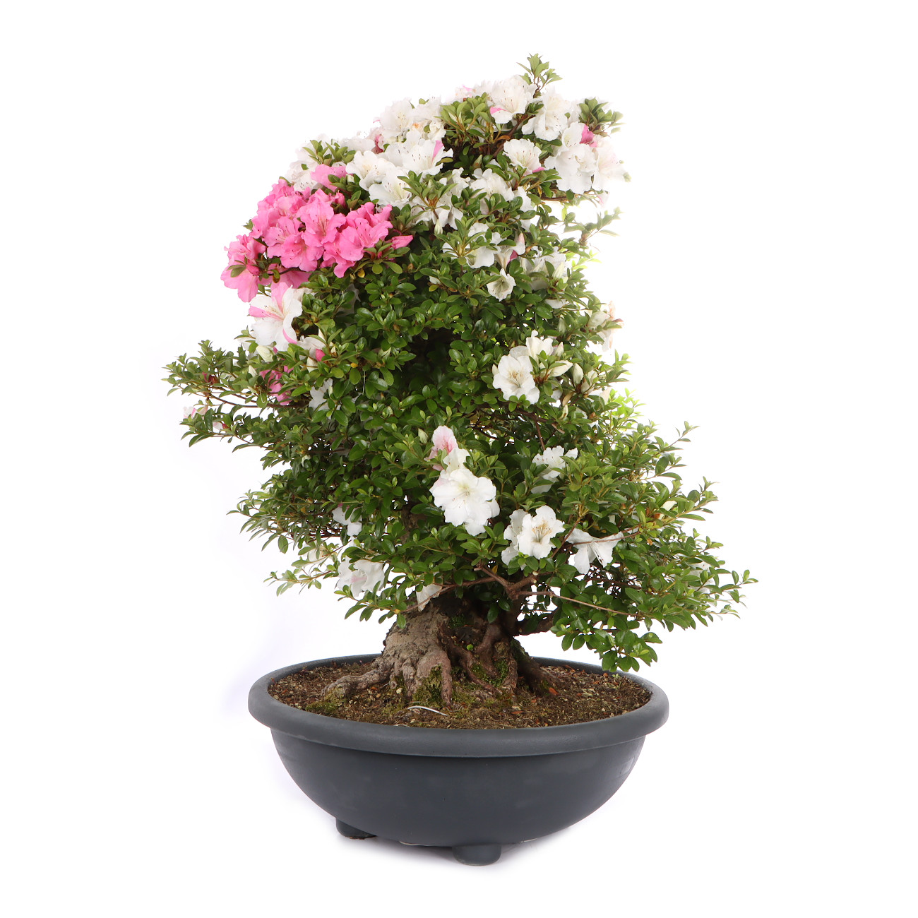 Seitenansicht rechts