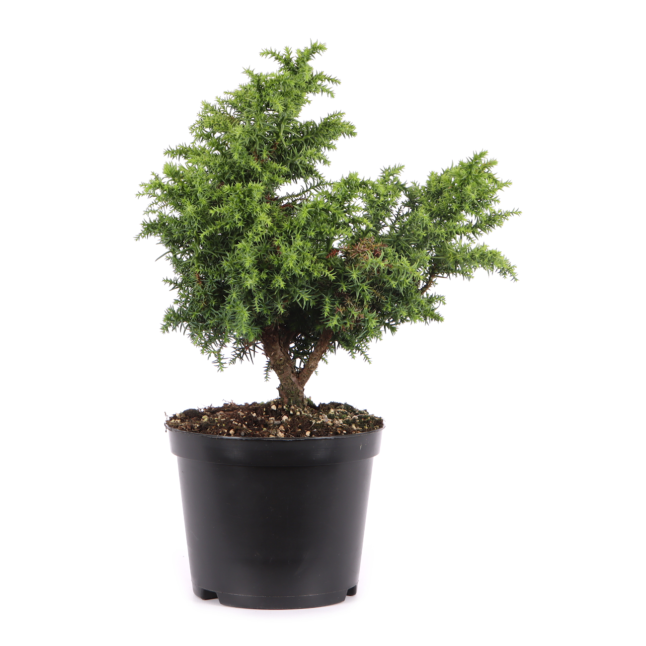 Cryptomeria japonica 'Yokohama'