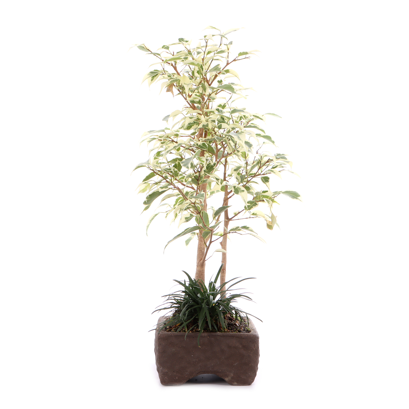 Ficus benjamina 'Starlight'