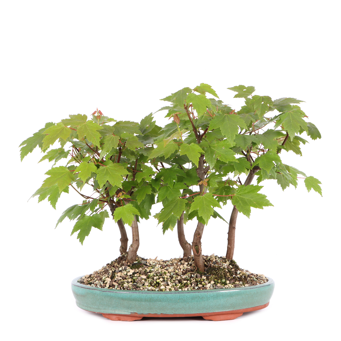 Acer rubrum 'October Glory'