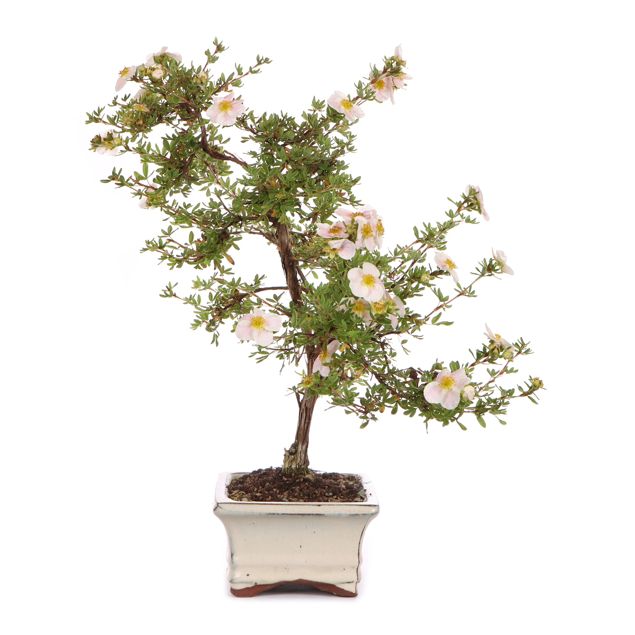 Seitenansicht rechts