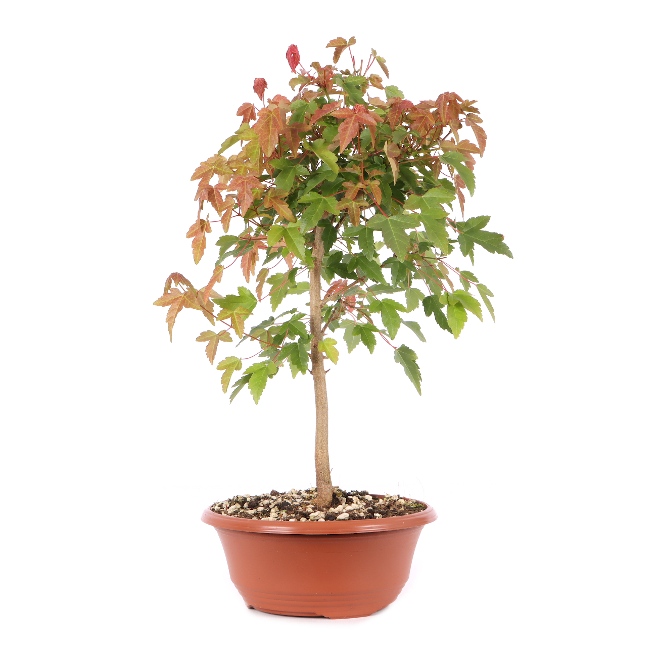 Acer buergerianum