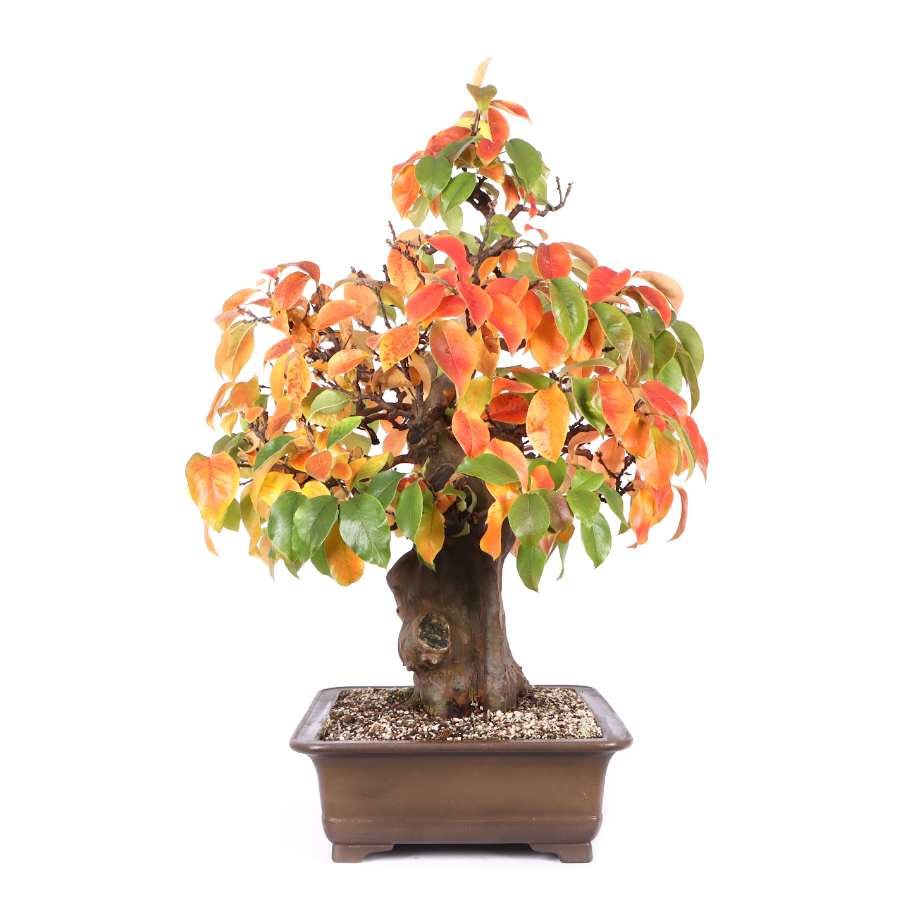 Seitenansicht rechts