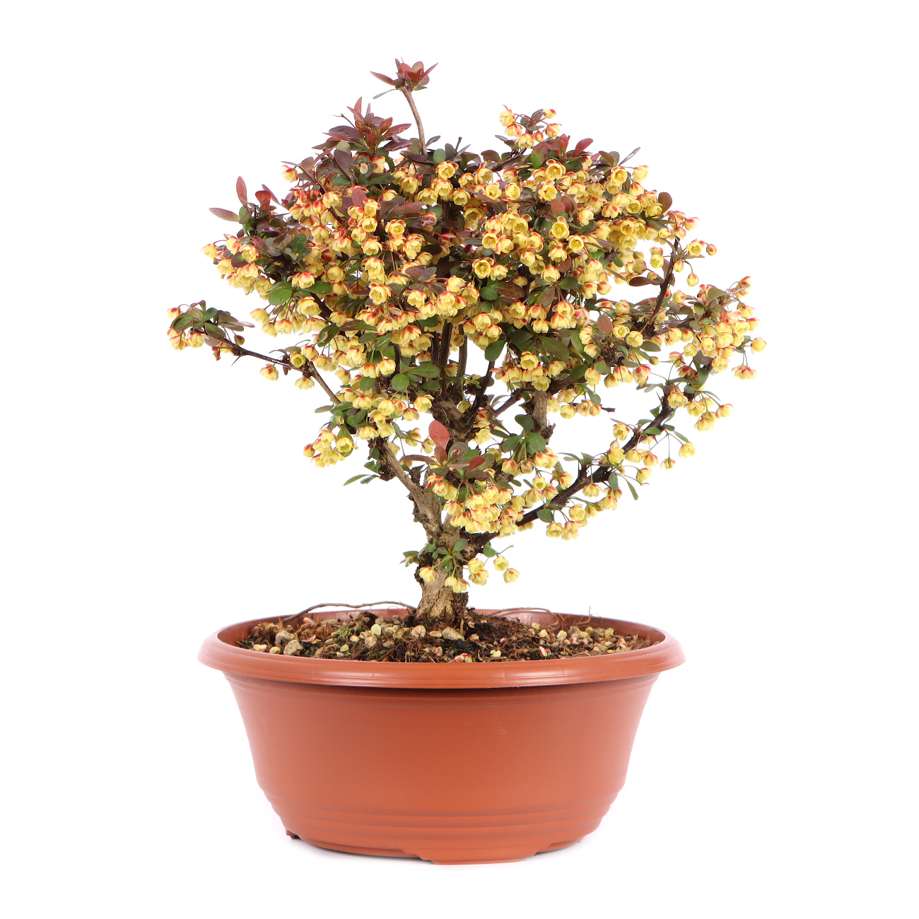 Seitenansicht rechts