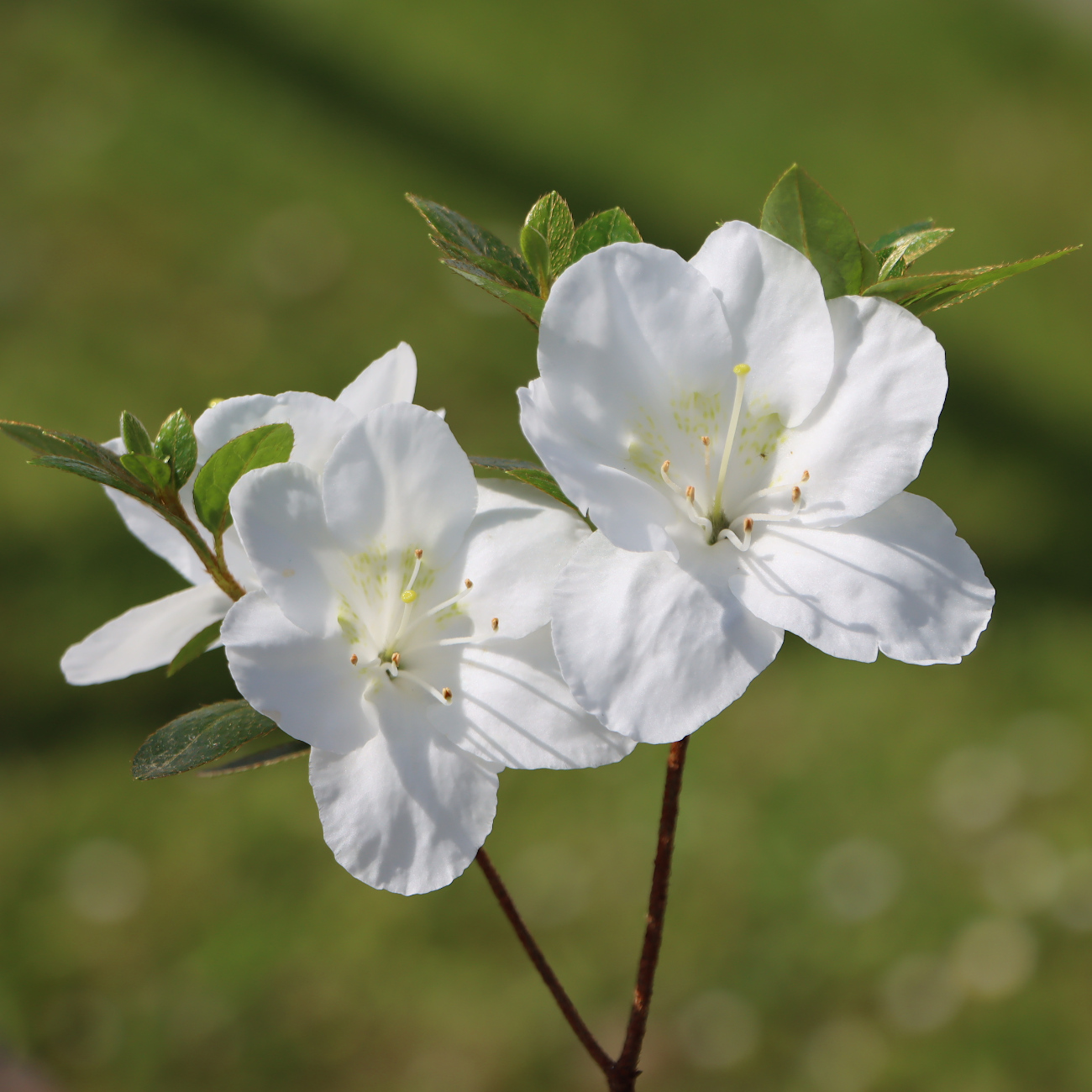 Rhododendron indicum 'Yamato-no-Hikari'